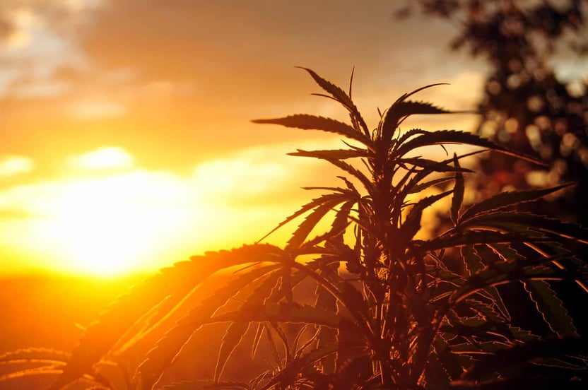 Silhouette of cannabis plant in early morning light