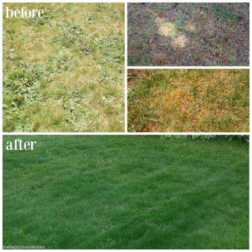 Side-by-side comparison of a lawn before and after liquid fertilizer treatment, showcasing a vibrant, green, and healthy lawn next to a patchy, dull area.